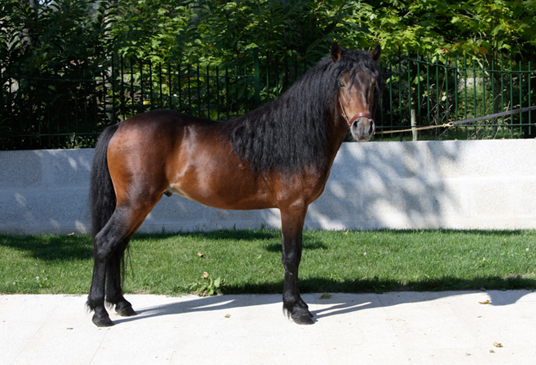 Galician Pony (Caballo de pura raza Gallega)